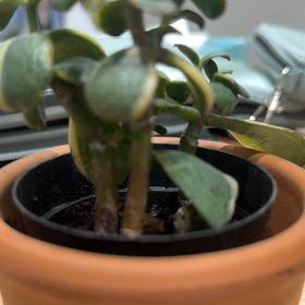 Photo of the plant species Crassula Obliqua by @TryMaitake45 named Aristotle on Greg, the plant care app