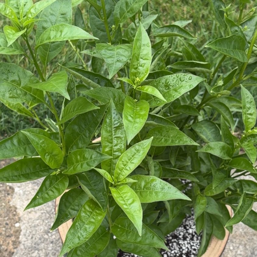 Photo of the plant species Cestrum Nocturnum by @NiceFlatpea2 named Sigmund on Greg, the plant care app