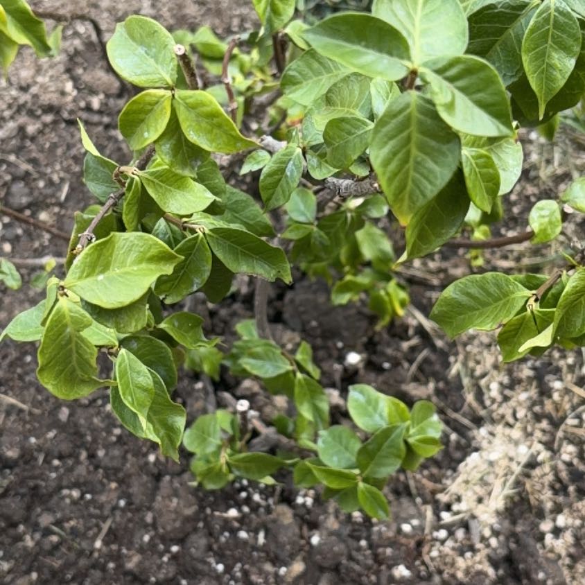 Photo of the plant species Swamp Tupelo by @NiceFlatpea2 named Mollie on Greg, the plant care app