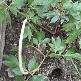 Photo of the plant species Chinese Peony by @NiceFlatpea2 named Pax on Greg, the plant care app