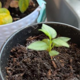 Photo of the plant species Fuji Apple by @BoldCoconut33 named Hemingway on Greg, the plant care app
