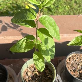 Photo of the plant species Guava Tree by @BoldCoconut33 named Forrest on Greg, the plant care app