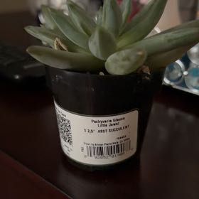 Photo of the plant species Pachyveria glauca 'Little Jewel' by @FitOricad12 named Spike Leaves on Greg, the plant care app