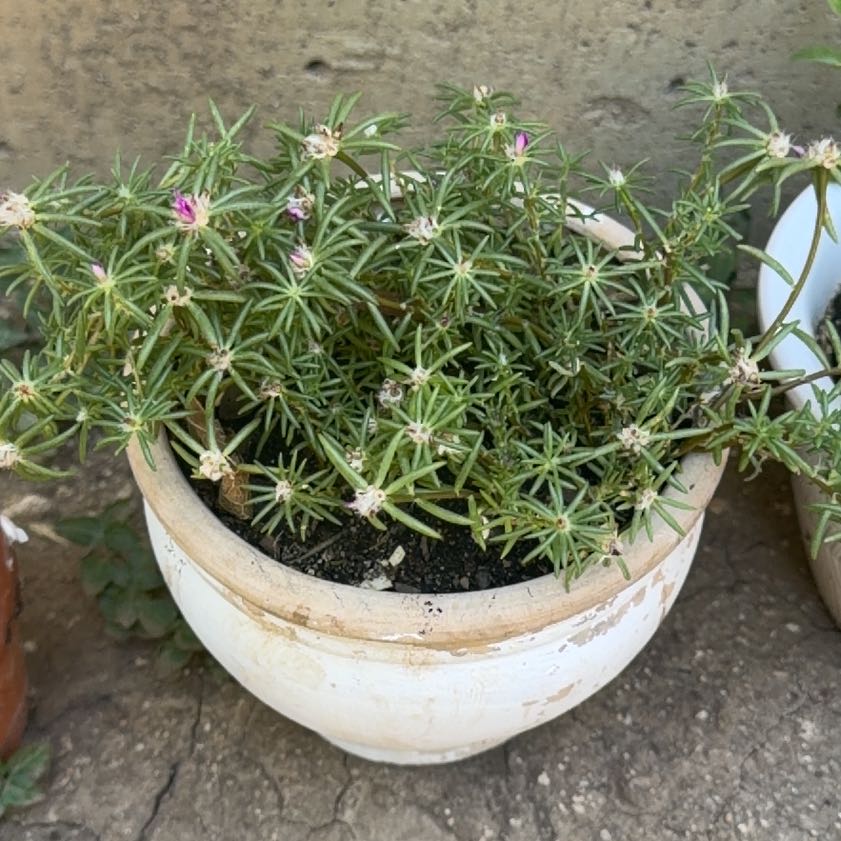 Photo of the plant species Chisme by @HotRedpine25 named Coco on Greg, the plant care app