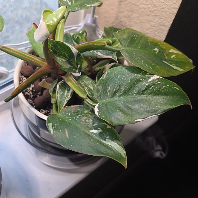 Photo of the plant species White Knight Philodendron by @SpunkyPegaropa6 named Rihanna on Greg, the plant care app