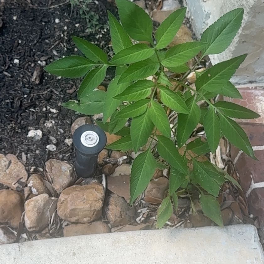 Photo of the plant species Hairy Beggarticks by @SpicyRamshorn9 named Bigleef Smalls on Greg, the plant care app