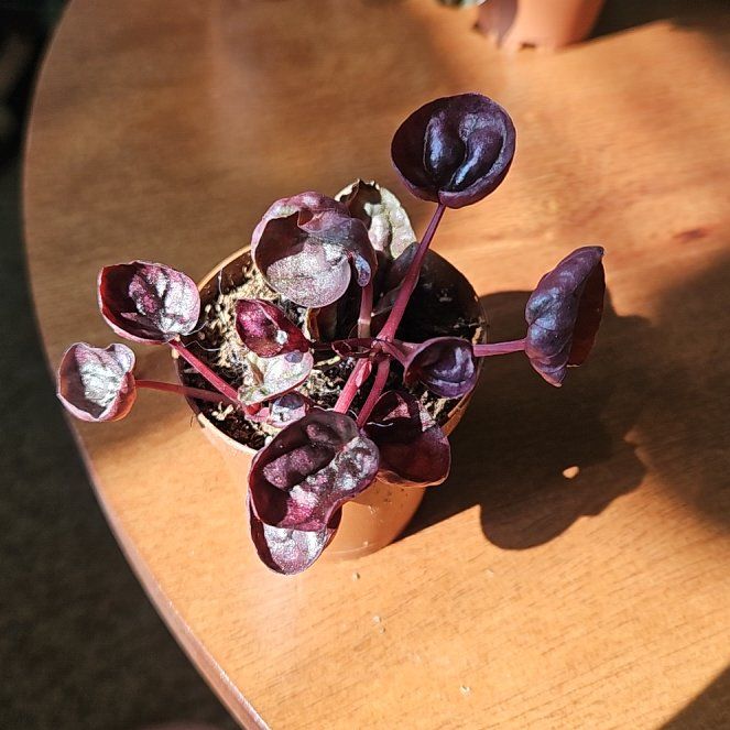 Photo of the plant species Red Luna Peperomia by @Sorrows named Aristotle on Greg, the plant care app