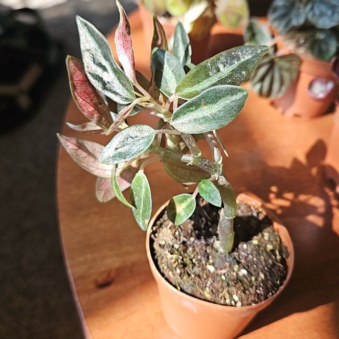 Photo of the plant species Peperomia metallica 'Harmony's High Voltage' by @Sorrows named Keanu Leaves on Greg, the plant care app