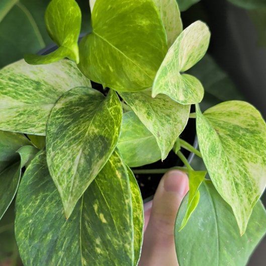 Photo of the plant species Neon Queen Pothos by @EntirelyBetel named Khaleesi on Greg, the plant care app