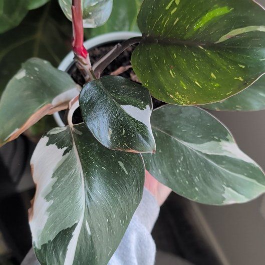 Photo of the plant species White Knight Philodendron by @EntirelyBetel named Remington on Greg, the plant care app