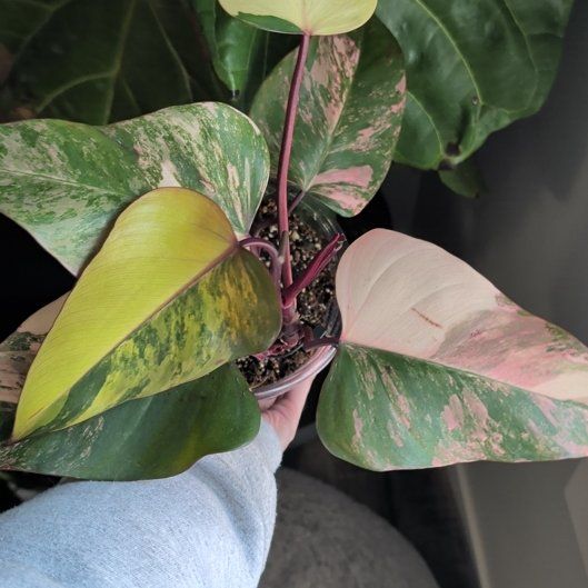 Photo of the plant species Red Emerald Philodendron by @EntirelyBetel named Emerson on Greg, the plant care app