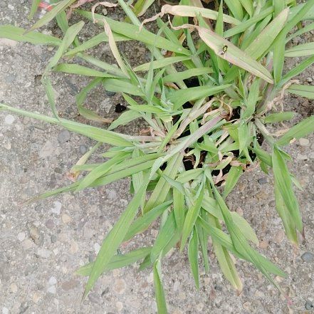 Photo of the plant species Hairy Crabgrass by @YoungHoya50 named Nithin on Greg, the plant care app