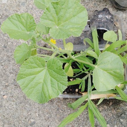 Photo of the plant species Melon by @YoungHoya50 named Sage on Greg, the plant care app