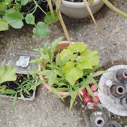 Photo of the plant species Summer Squash by @YoungHoya50 named Cleopatra on Greg, the plant care app