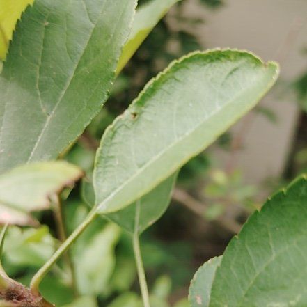 Photo of the plant species Apple by @YoungHoya50 named Curie on Greg, the plant care app