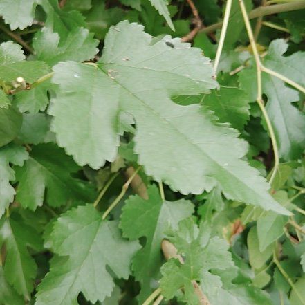 Photo of the plant species White Mulberry by @YoungHoya50 named Achilles on Greg, the plant care app