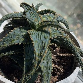 Photo of the plant species Mountain Aloe by @GentleLithop81 named LiloStitch on Greg, the plant care app