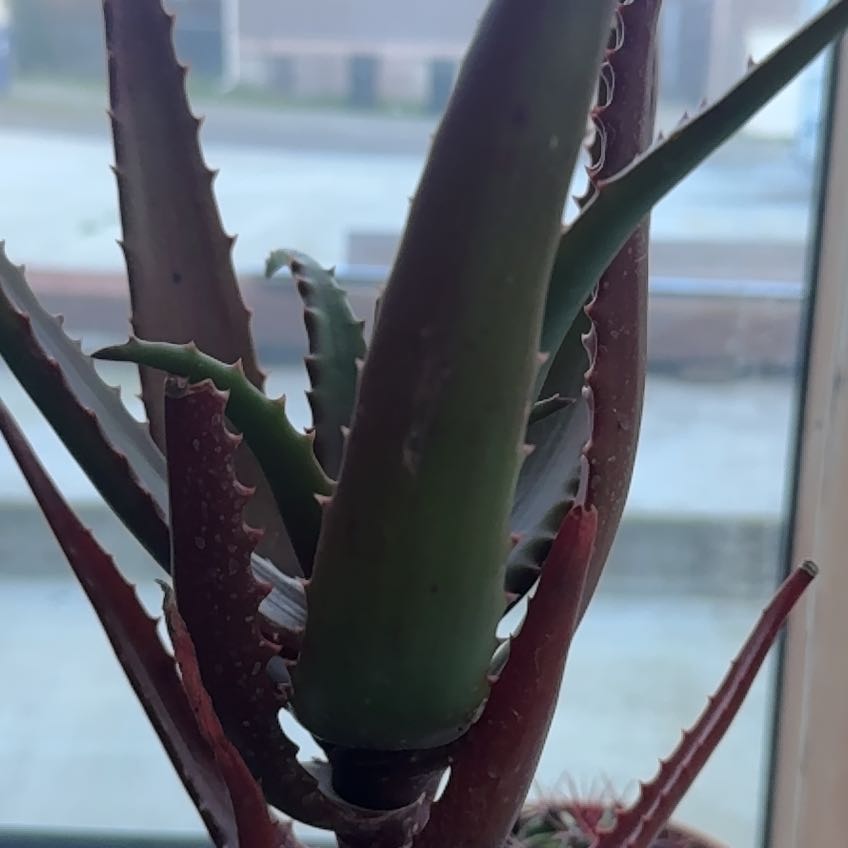 Photo of the plant species Black Aloe by Jason named Orwell on Greg, the plant care app