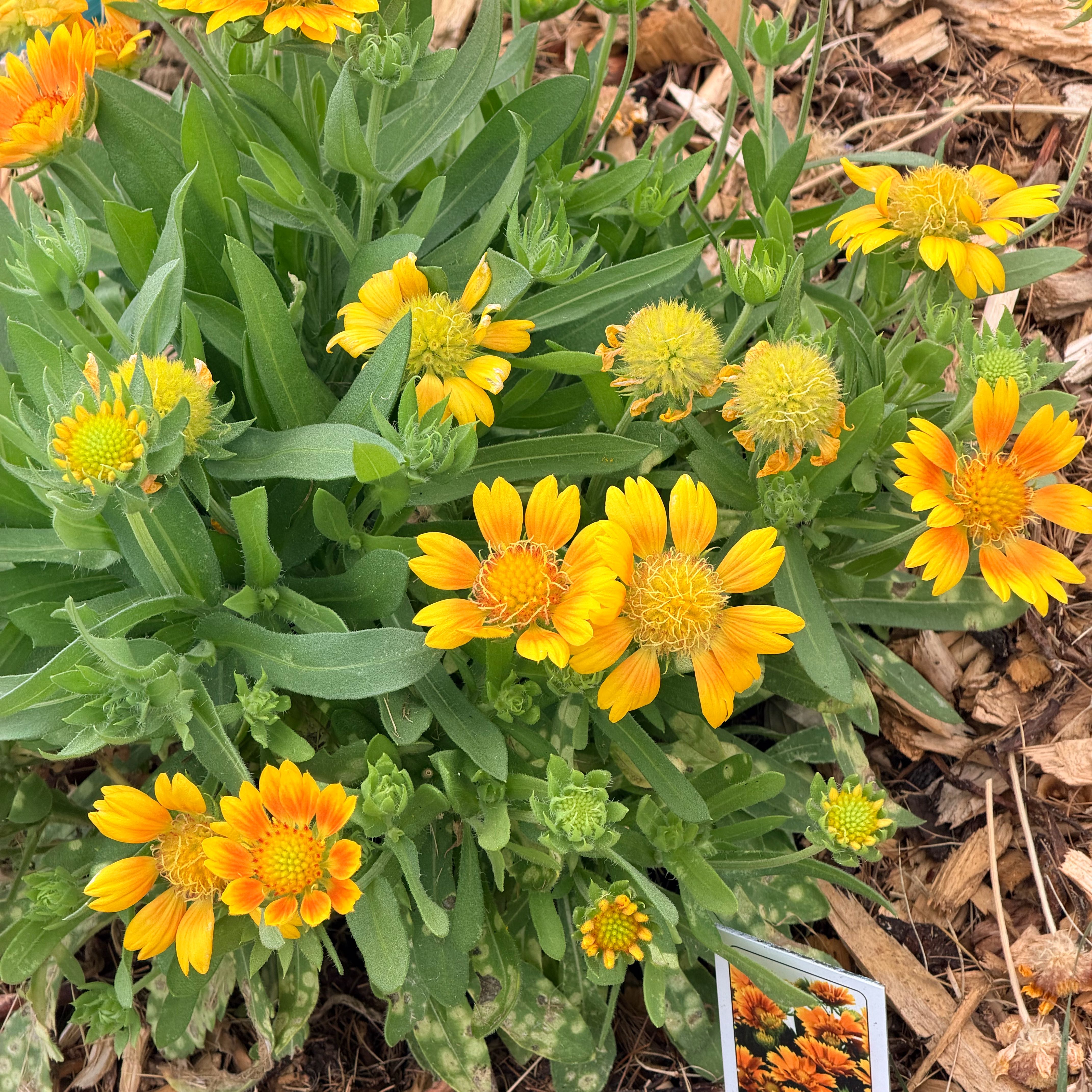 Photo of the plant species Blanket Flower 'Mesa Peach' by @EarthyOxlip23 named Blanket Flower on Greg, the plant care app