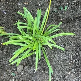 Photo of the plant species Big Blue Lilyturf by @SparklyPlain39 named Orlando Bloom on Greg, the plant care app