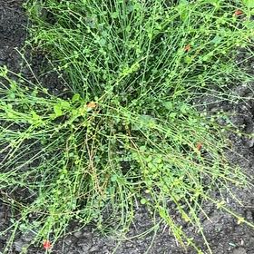 Photo of the plant species Firecracker Plant by @SparklyPlain39 named Michelle Branch on Greg, the plant care app