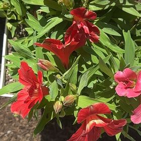 Photo of the plant species Peruvian-Lily by @SparklyPlain39 named Einstein on Greg, the plant care app