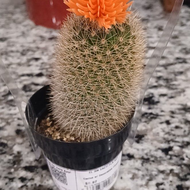 Photo of the plant species Texas Rainbow Cactus by @DapperPersia27 named Spike on Greg, the plant care app
