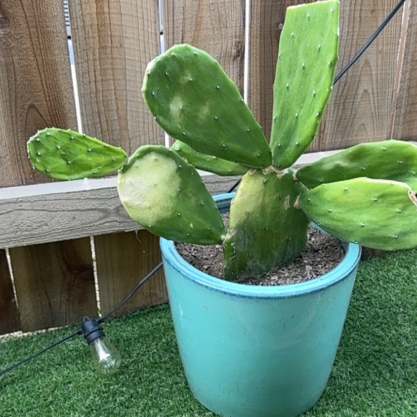 Photo of the plant species Cochineal Cactus by @HotTexasash47 named Apollo on Greg, the plant care app