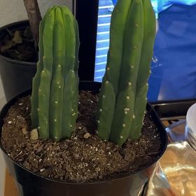 Photo of the plant species San Pedro Cactus by @SuaveZelkova22 named Zeus on Greg, the plant care app