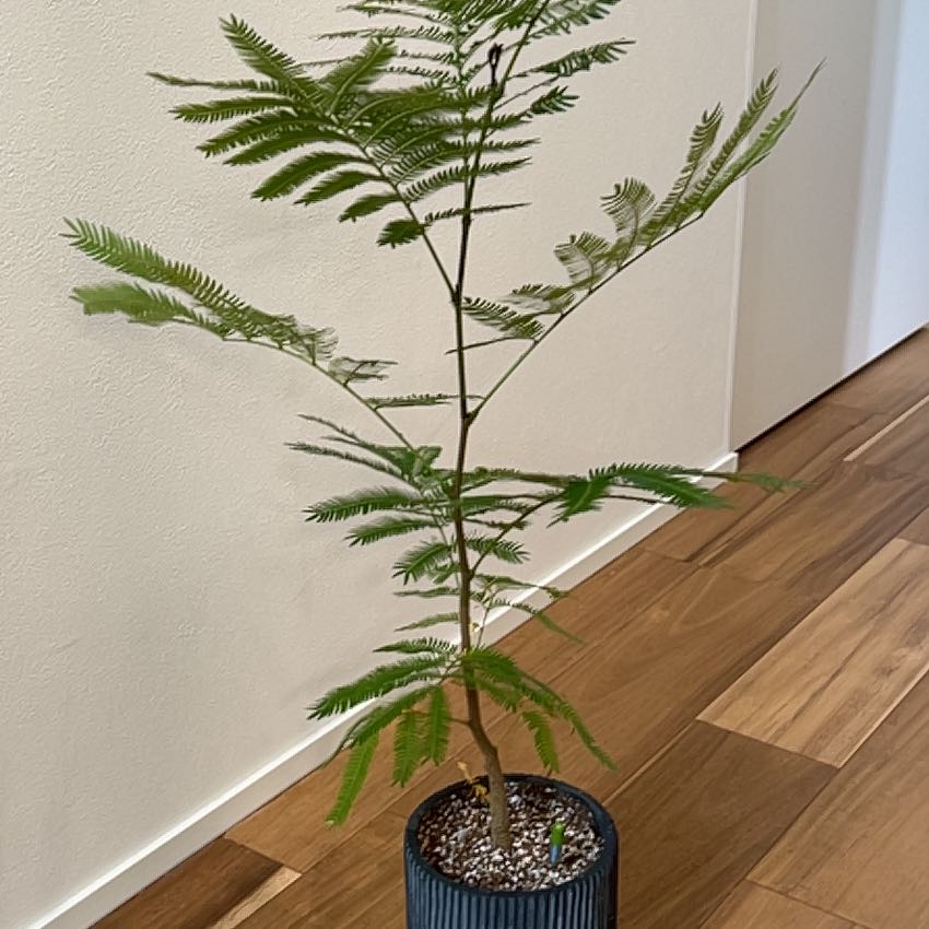 Photo of the plant species Persian Silk Tree by @AdeptGarlic70 named Curie on Greg, the plant care app