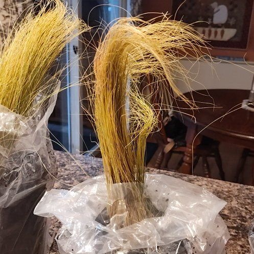 Photo of the plant species Mexican Feather Grass by @IdolAlula8 named Apollo on Greg, the plant care app