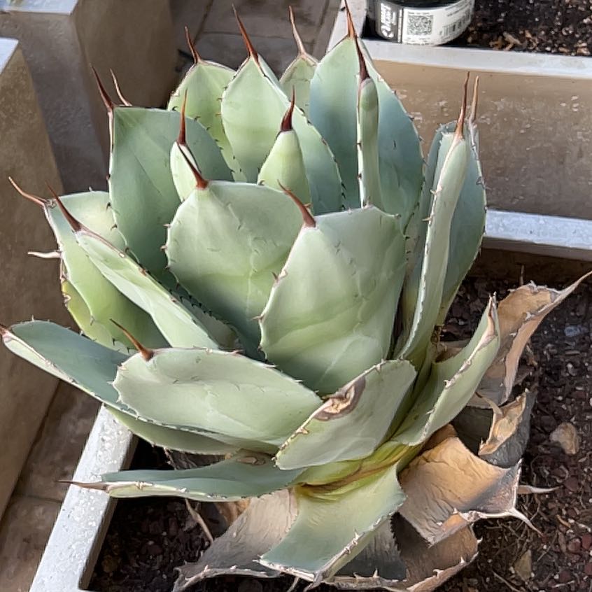 Photo of the plant species Agave Parryi by @AngelicPlanty named Surya on Greg, the plant care app