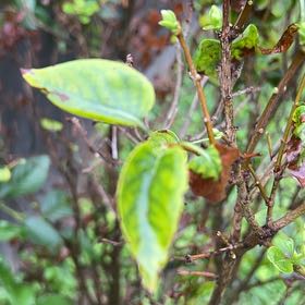 Photo of the plant species Lilac by @StarMendoza10 named ChloroPhil on Greg, the plant care app