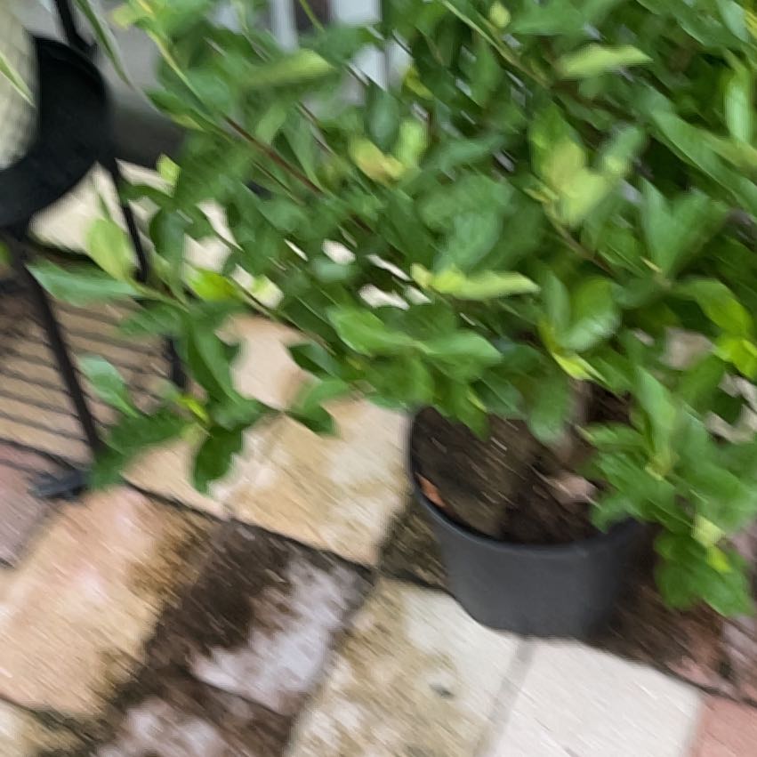 Photo of the plant species Common Gardenia by @DoyenneBonsai12 named Surya on Greg, the plant care app