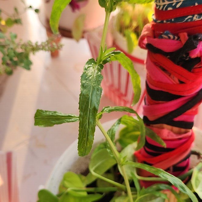 Photo of the plant species Culantro by @FinestAnthora50 named Morgan Treeman on Greg, the plant care app