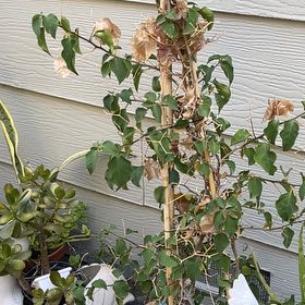 Photo of the plant species Bougainvillea by @CrucialKanono61 named Hemingway on Greg, the plant care app