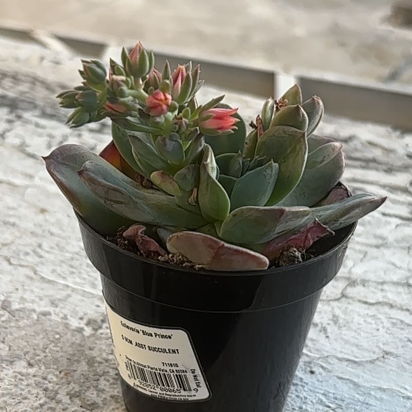 Photo of the plant species Echeveria 'Blue Prince' by @NeatHope9 named Morgan Treeman on Greg, the plant care app