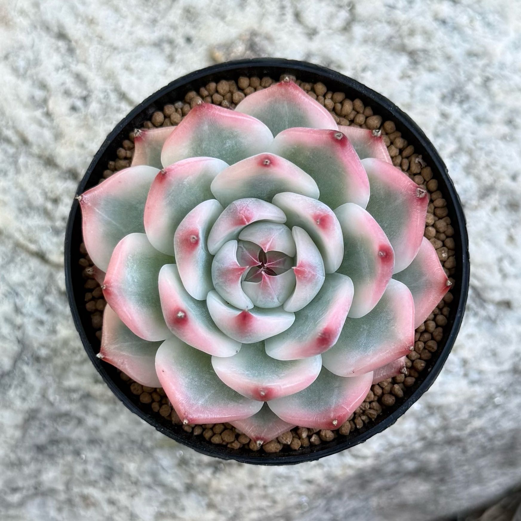 Photo of the plant species Echeveria chihuahuaensis by @HotKanna92 named E. chihuahuaensis on Greg, the plant care app