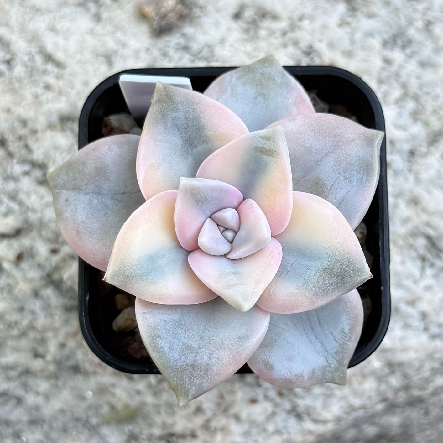 Photo of the plant species Graptopetalum 'Purple Delight' by @HotKanna92 named G. Snow White on Greg, the plant care app