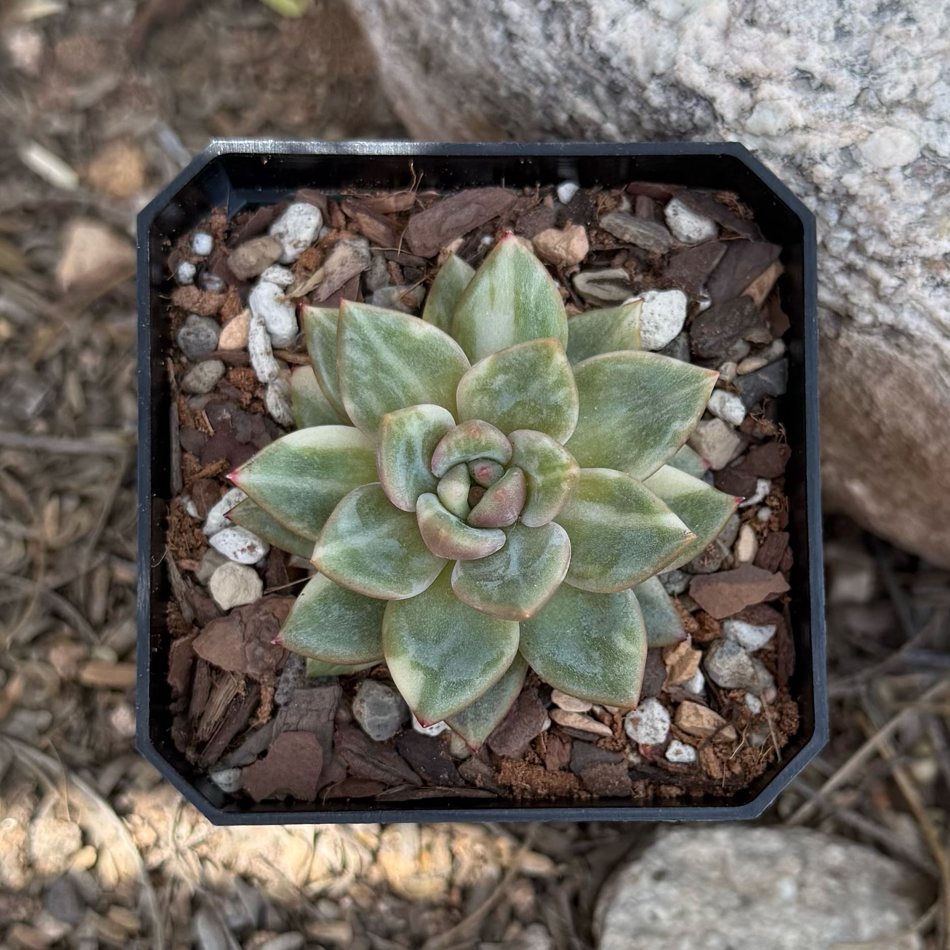 Photo of the plant species Champagne Echeveria by @HotKanna92 named E. Champaign on Greg, the plant care app