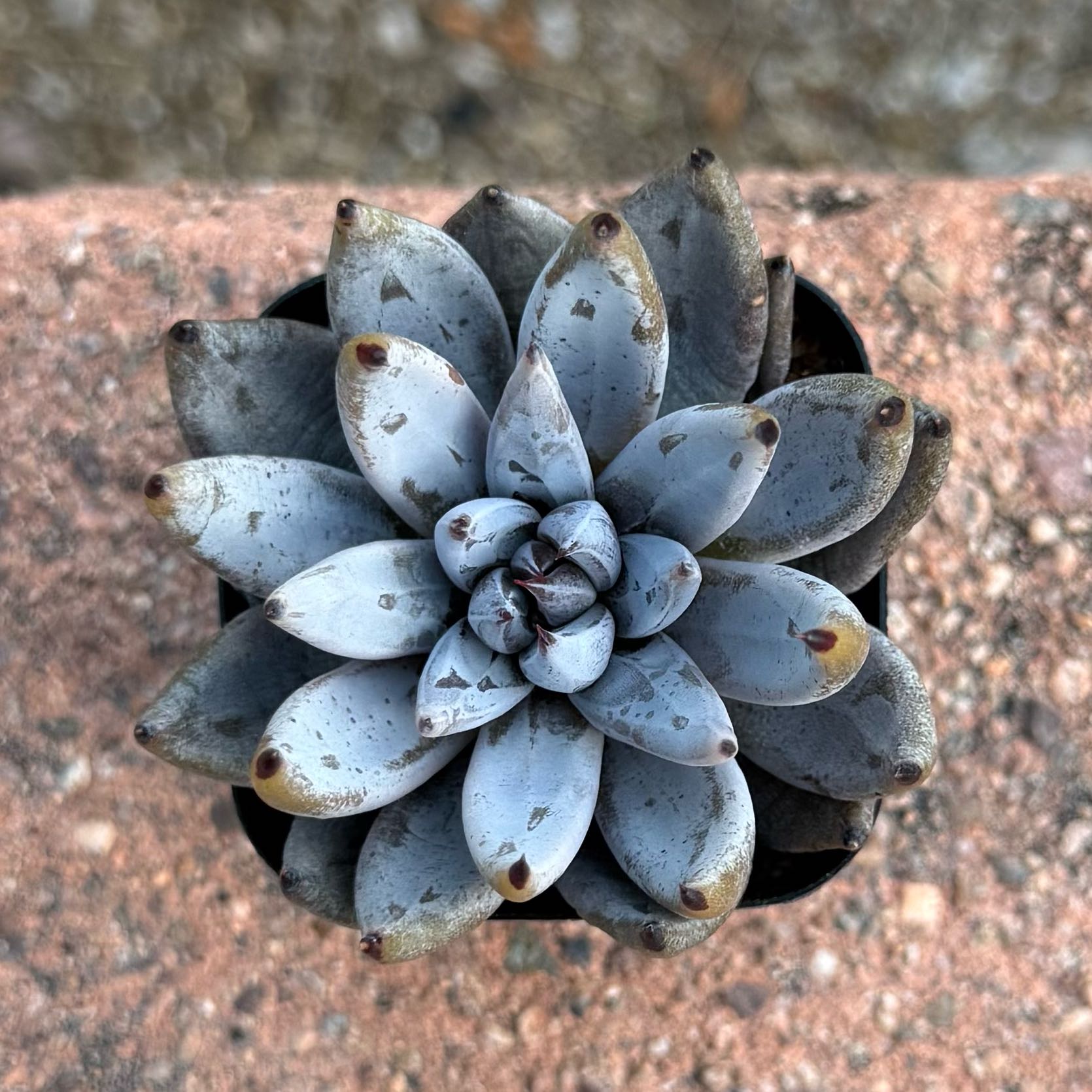 Photo of the plant species Echeveria unguiculata by @HotKanna92 named E. unguiculata on Greg, the plant care app