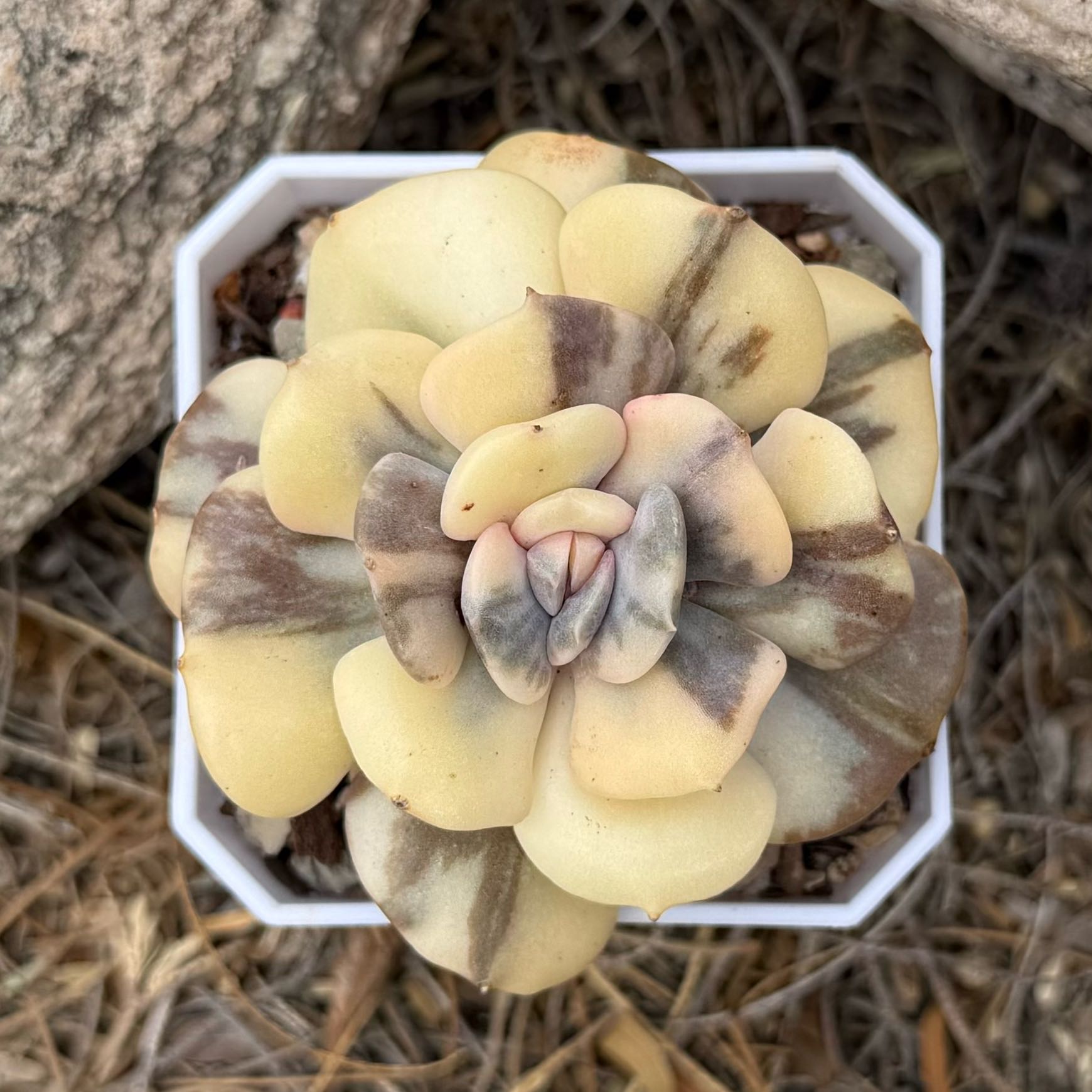 Photo of the plant species Echeveria 'Cubic Frost™' by @HotKanna92 named E. Cubic Frost on Greg, the plant care app
