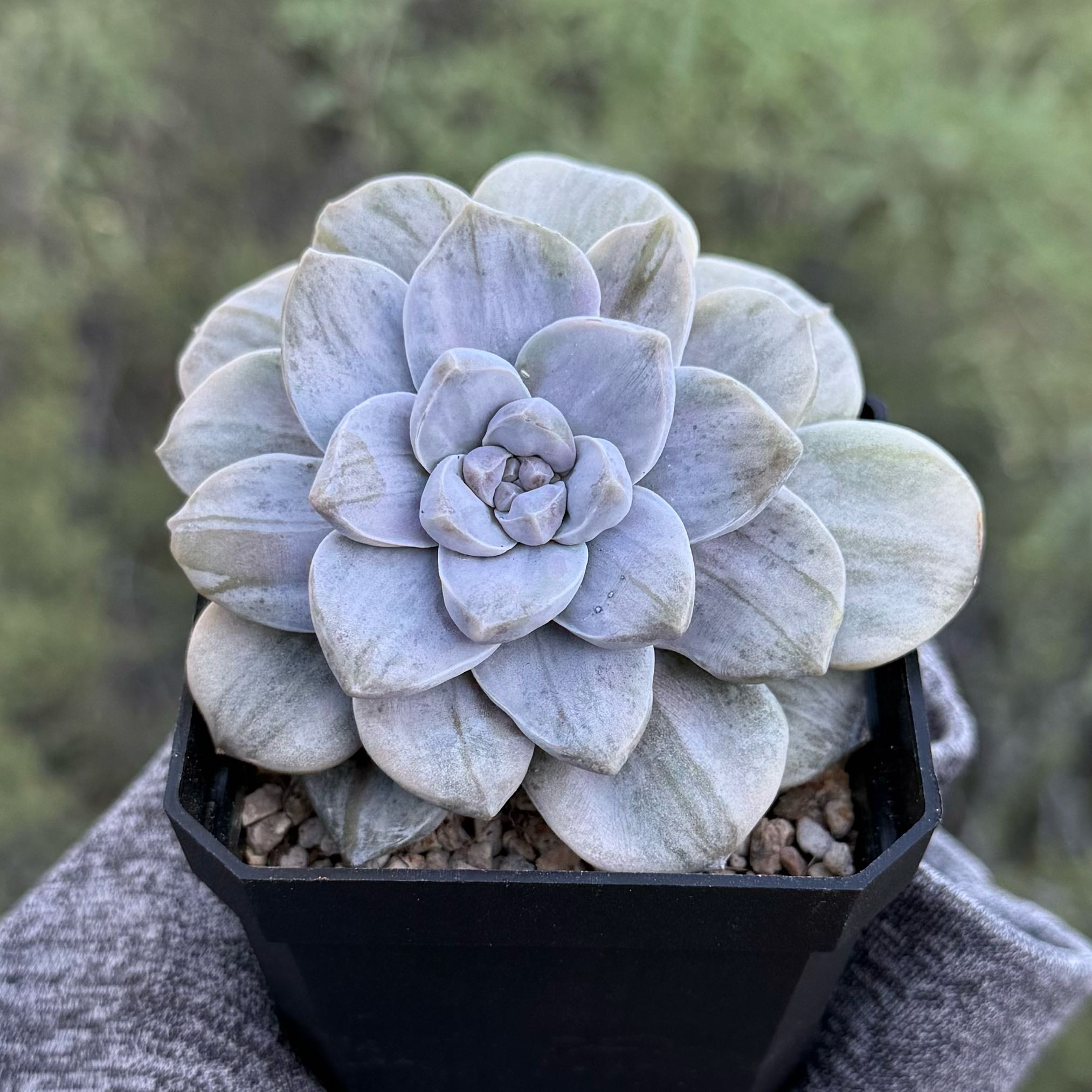 Photo of the plant species Beautiful Graptopetalum by @HotKanna92 named Q. Silverbum on Greg, the plant care app