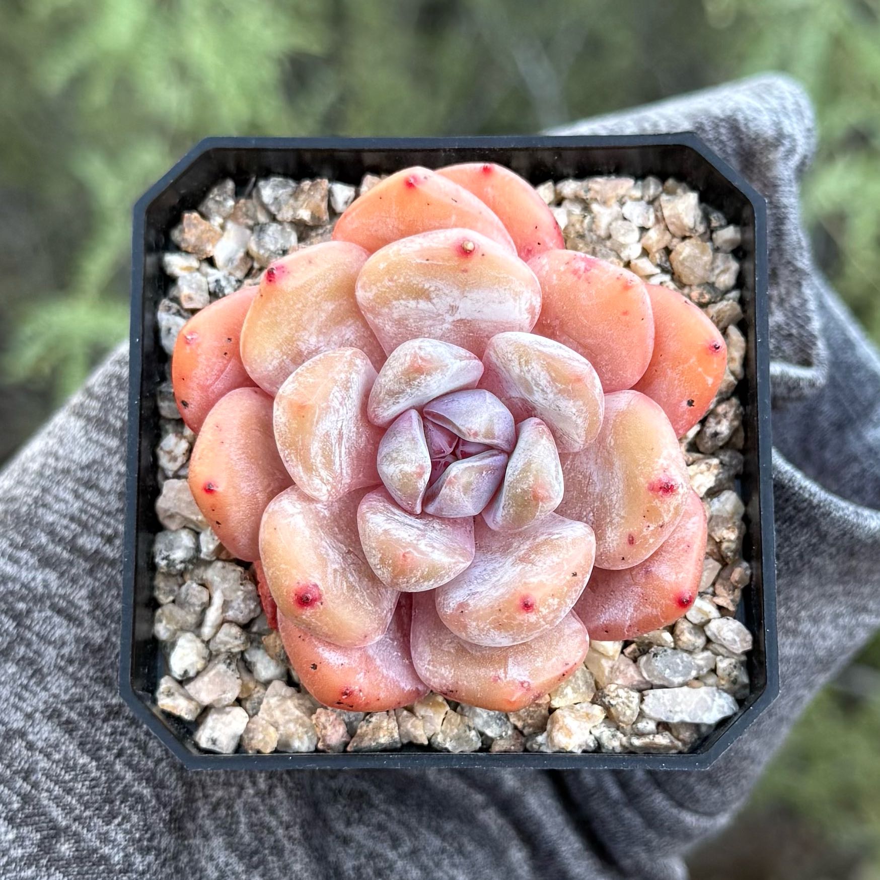 Photo of the plant species Echeveria 'Monroe' by @HotKanna92 named E. Monroe on Greg, the plant care app