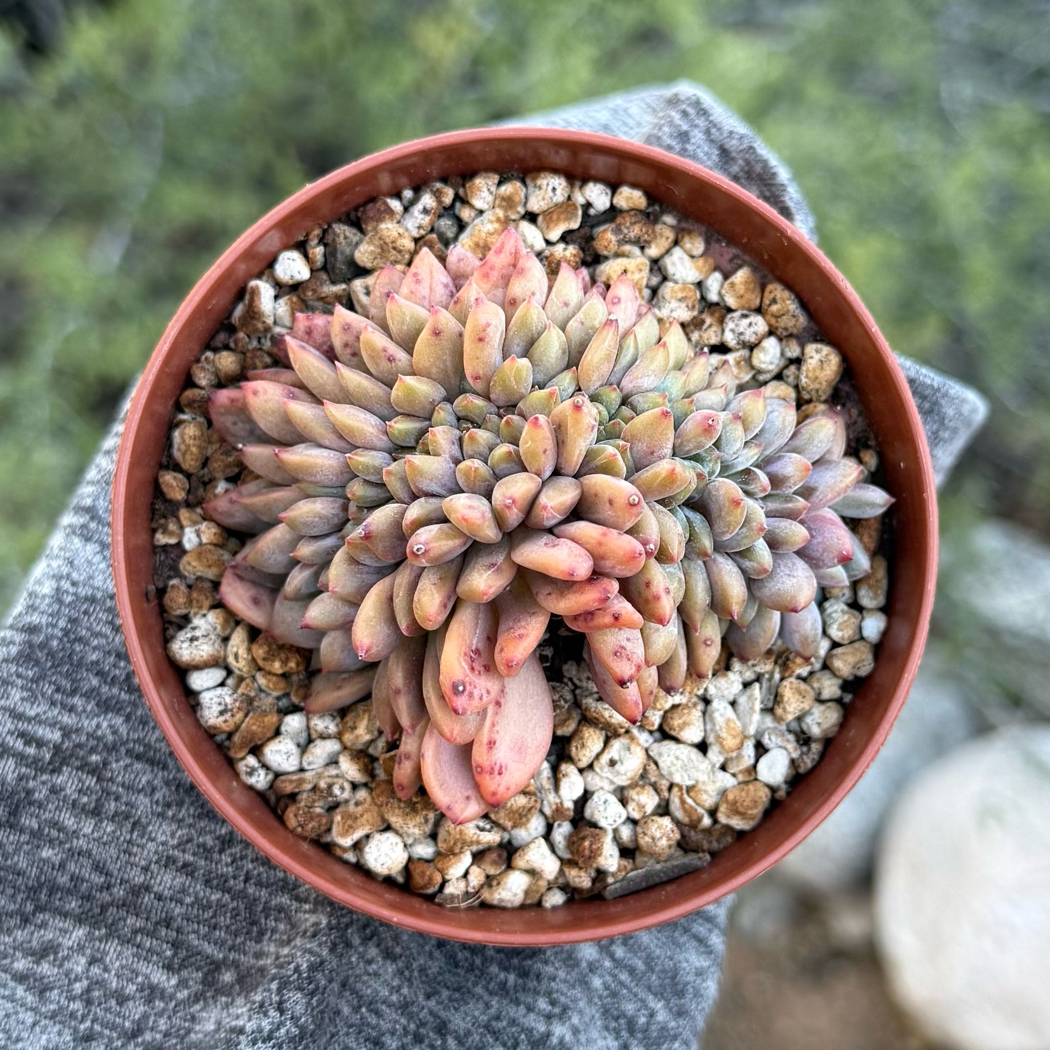 Photo of the plant species Echeveria Ling Snow by @HotKanna92 named E. Ariel on Greg, the plant care app