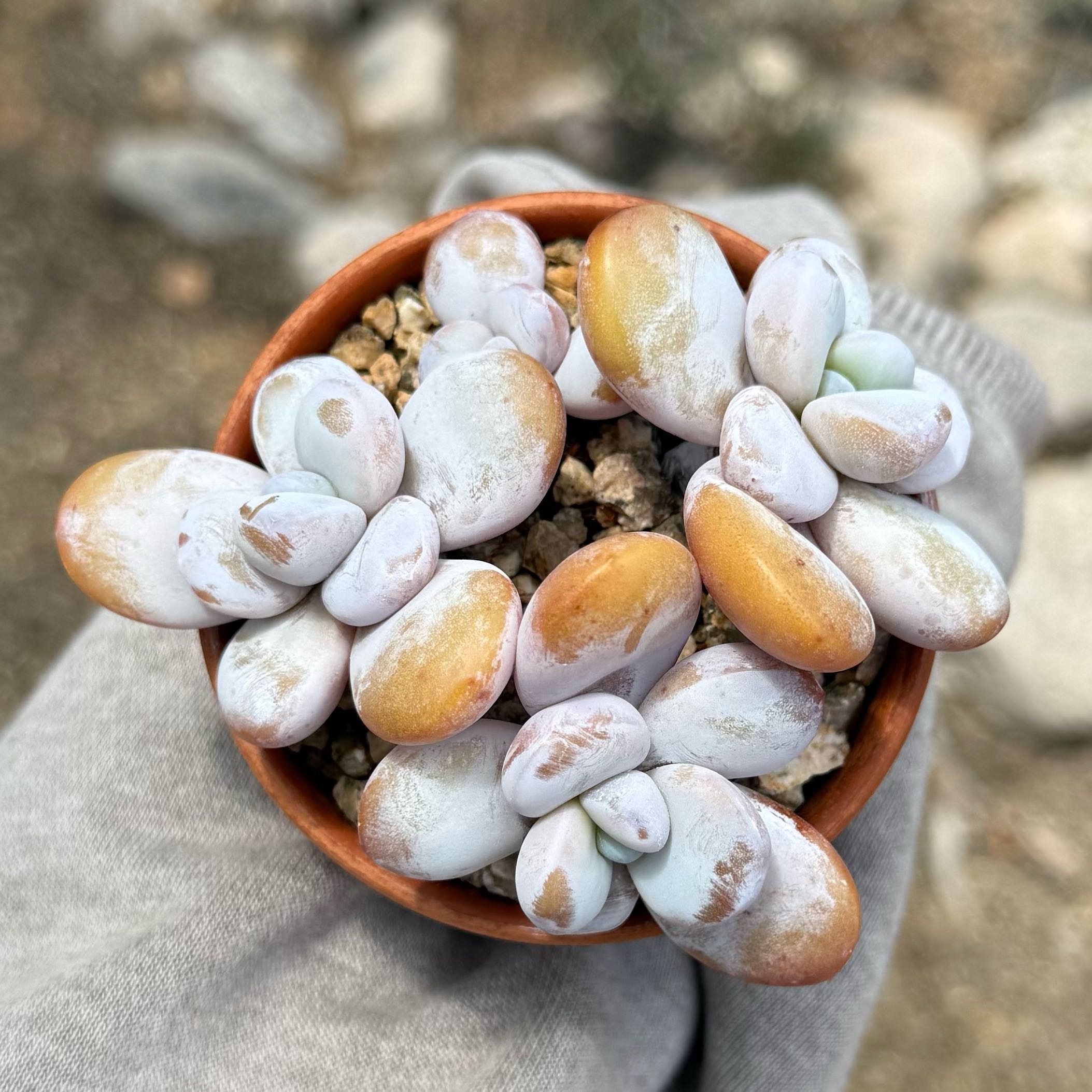 Photo of the plant species Pachyphytum cuicatecanum by @HotKanna92 named J. cuicatecana on Greg, the plant care app