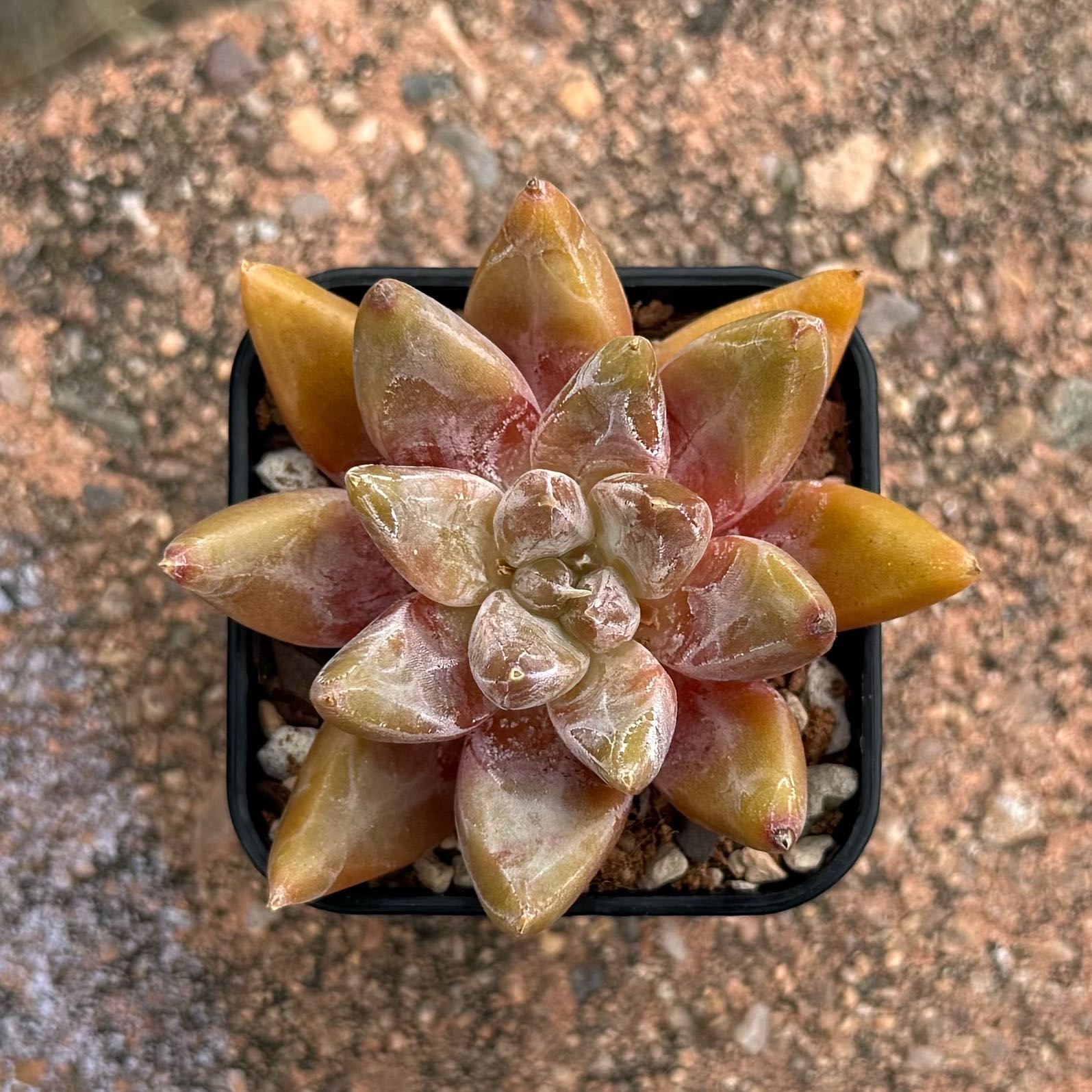 Photo of the plant species Echeveria tolimanensis by @HotKanna92 named E. tolimanensis on Greg, the plant care app