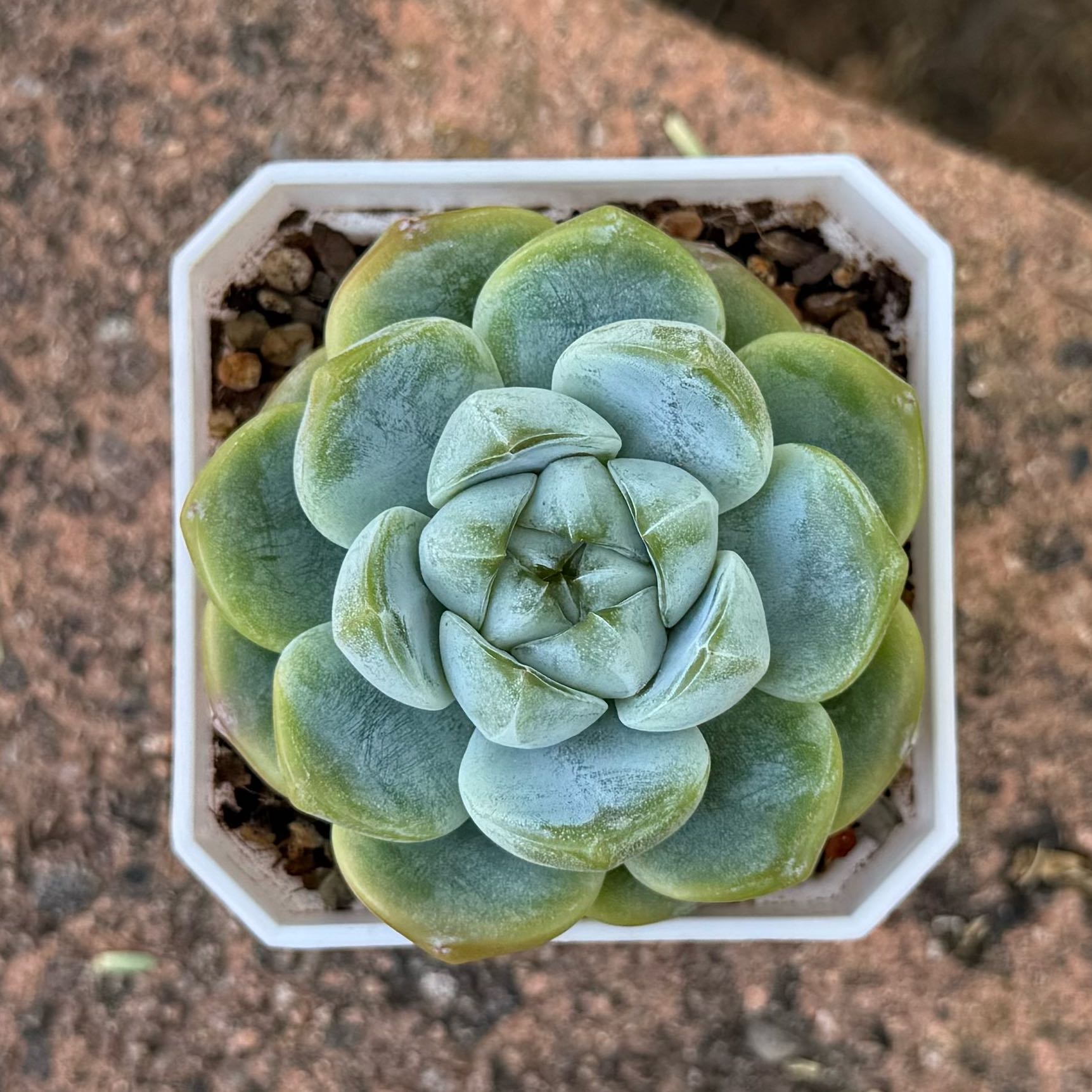 Photo of the plant species Ice Green by @HotKanna92 named E. Ice Green on Greg, the plant care app