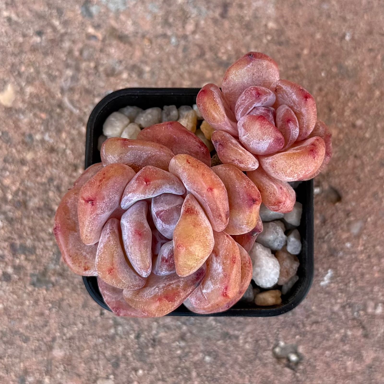 Photo of the plant species Echeveria Snow Angel by @HotKanna92 named E. Snow Angel on Greg, the plant care app