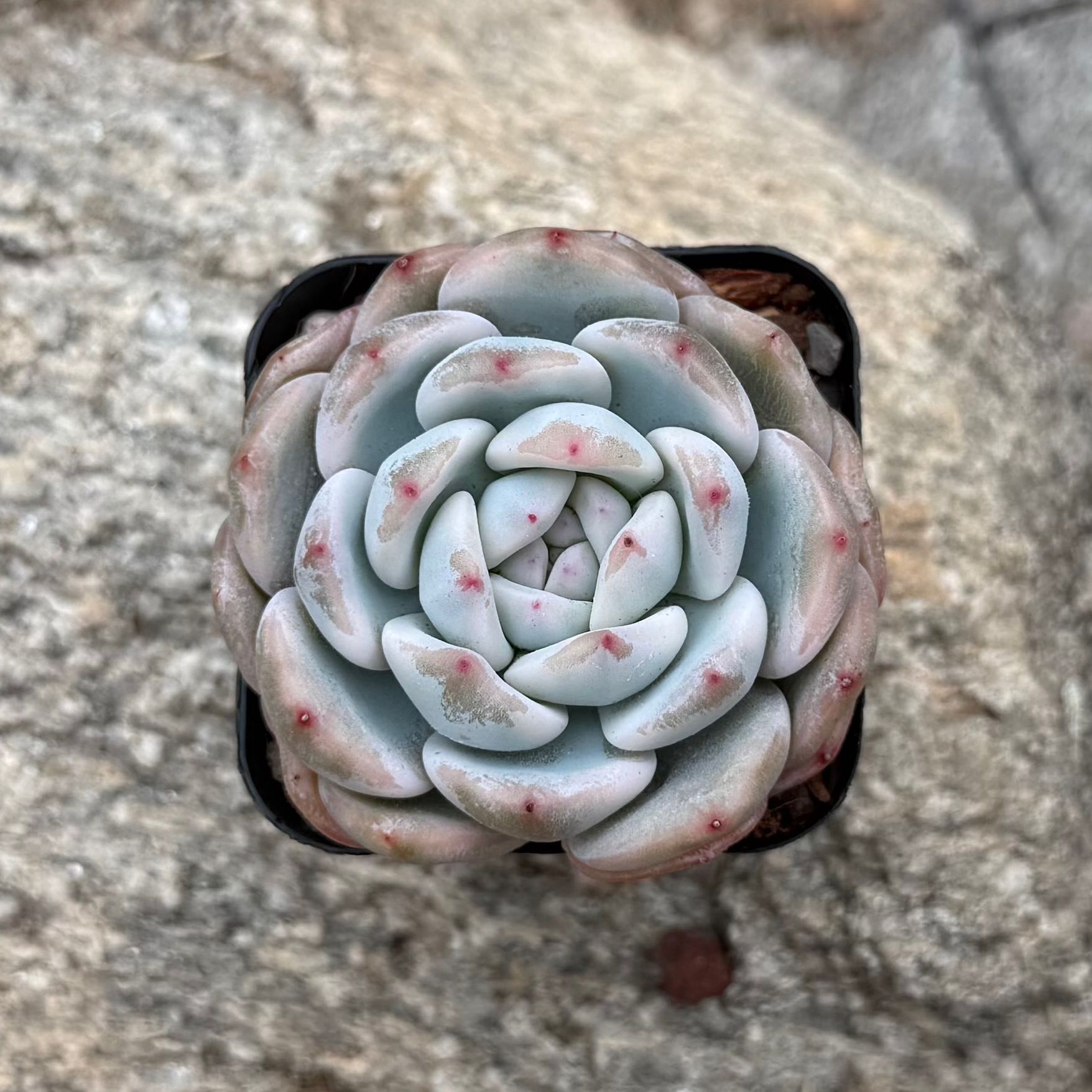 Photo of the plant species Echeveria 'Monroe' by @HotKanna92 named E. Monroe on Greg, the plant care app